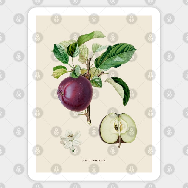 Apple Antique Botanical Illustration Sticker by Antiquated Art